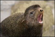 PINNIPEDS, WEASELS, OTTERS, AND OTHER MAMMALS